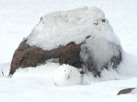 ARCTIC HARE