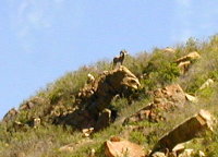 SHEEP-GARDEN OF GODS