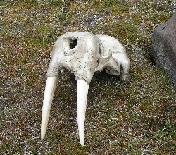 Walrus skull