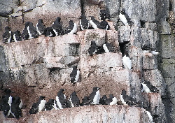 Guillemots
