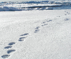 Bear tracks