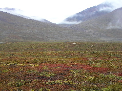 Lush Greenland