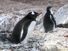 Gentoo & Chick