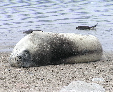 Weddell seal