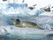 Seal